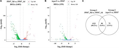 Genes Involved in Biofilm Matrix Formation of the Food Spoiler Pseudomonas fluorescens PF07